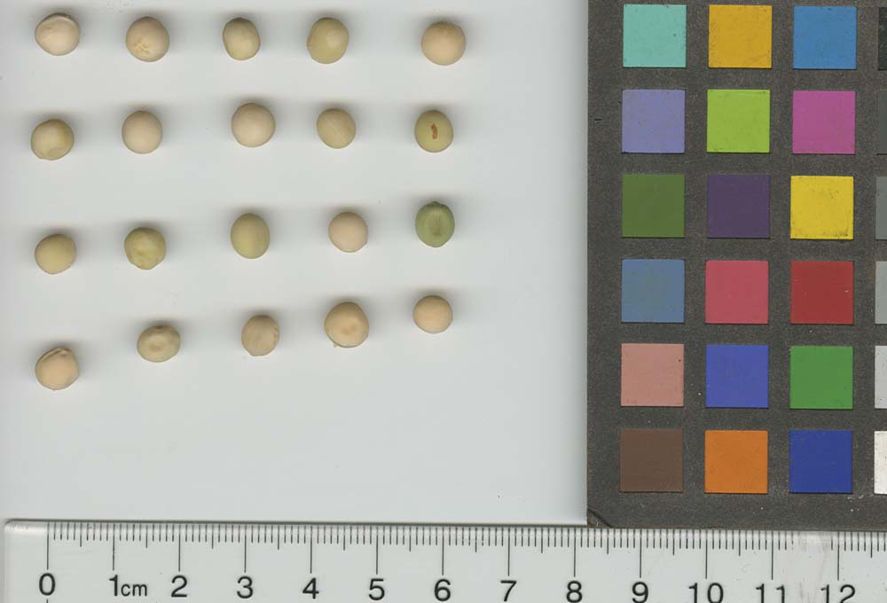 Click for 1 image(s) for this accession. SEED