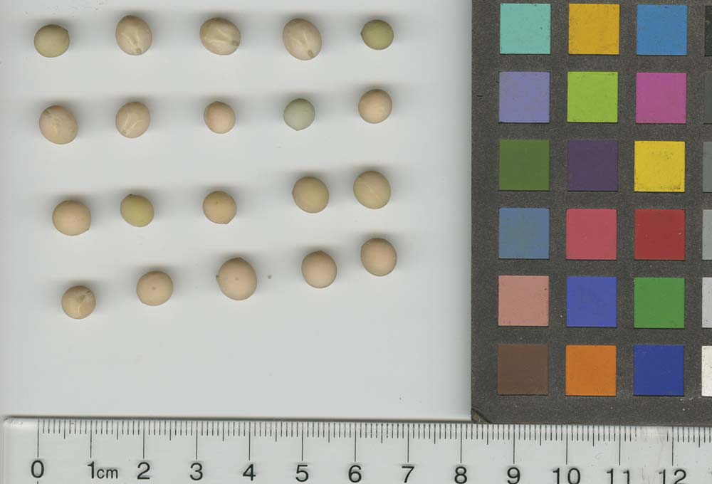 Click for 1 image(s) for this accession. SEED
