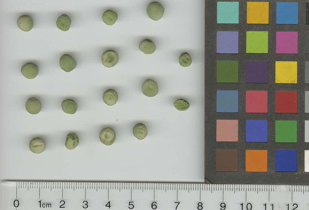 Click for 1 image(s) for this accession. SEED