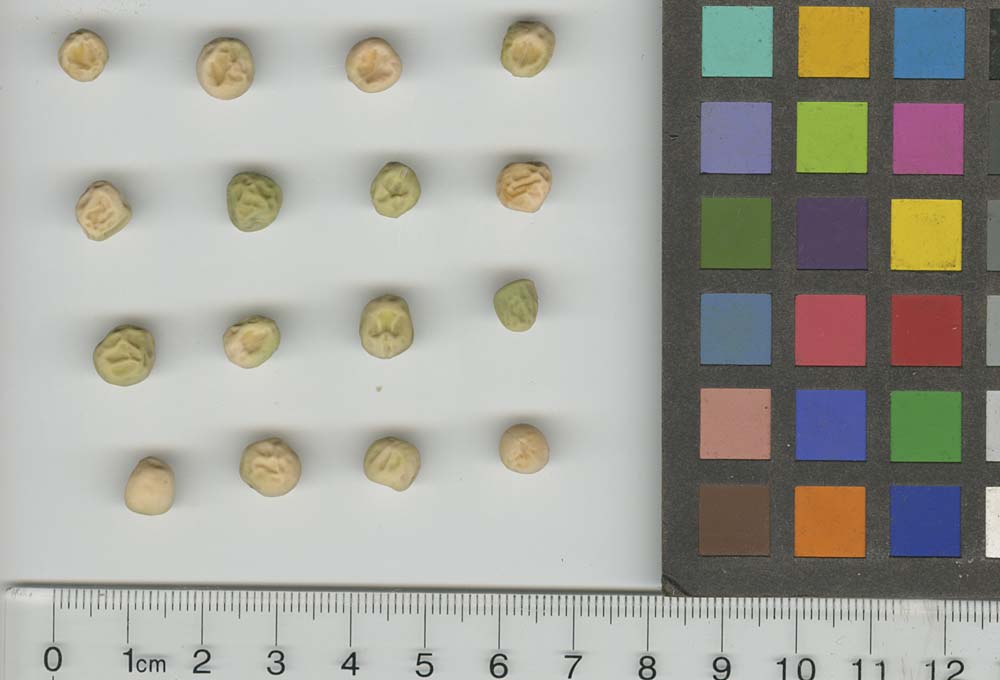 Click for 1 image(s) for this accession. SEED