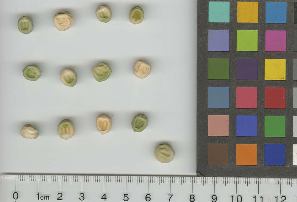 Click for 1 image(s) for this accession. SEED