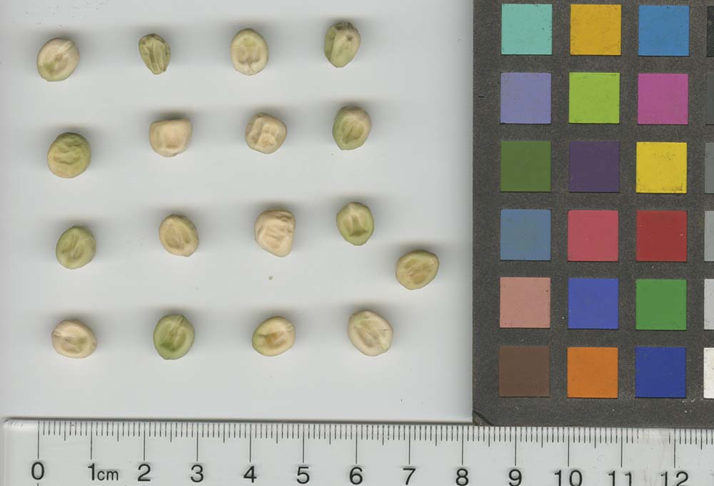 Click for 1 image(s) for this accession. SEED