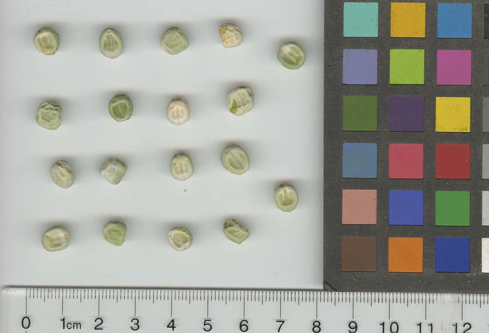Click for 1 image(s) for this accession. SEED