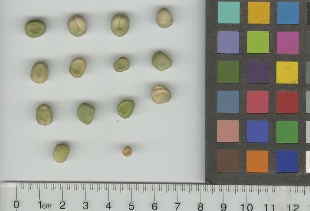 Click for 1 image(s) for this accession. SEED