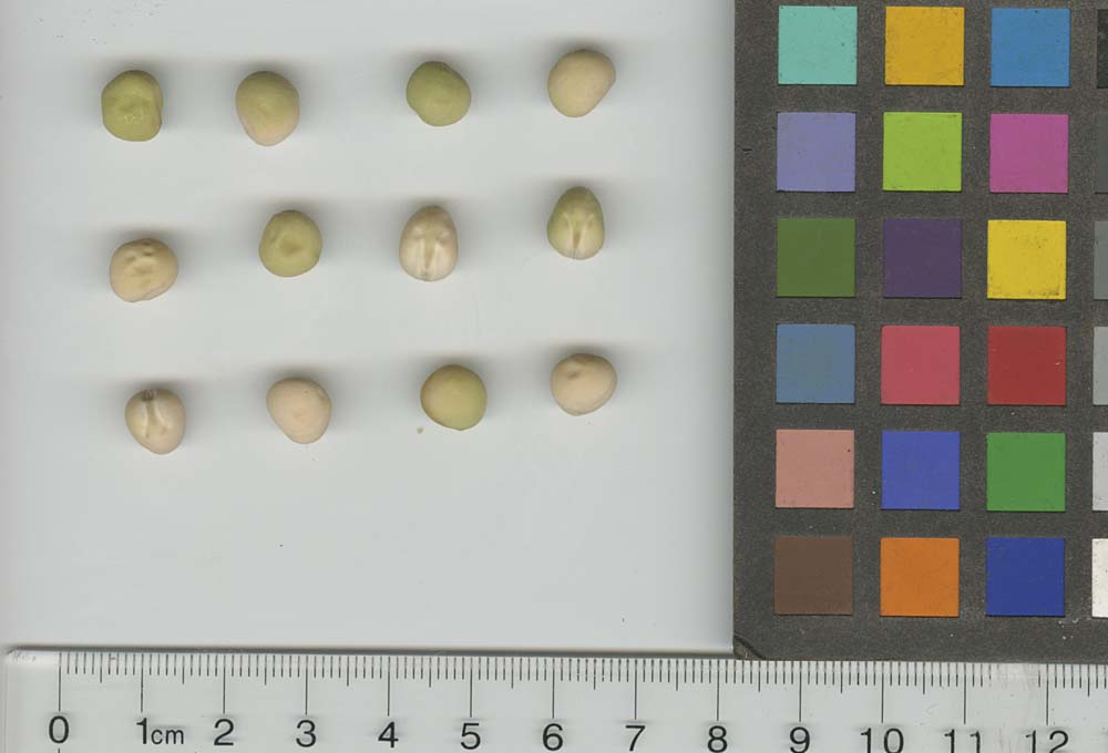 Click for 1 image(s) for this accession. SEED