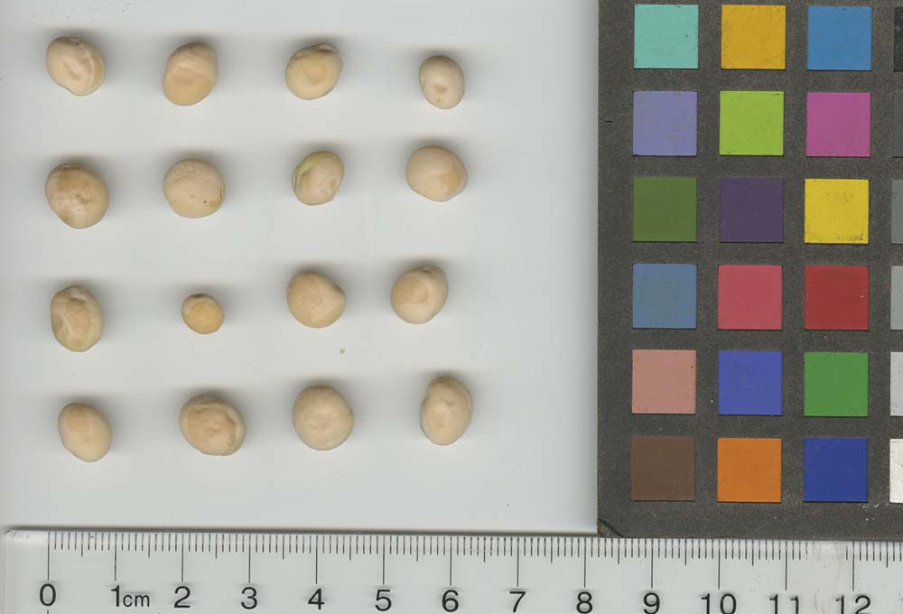 Click for 1 image(s) for this accession. SEED