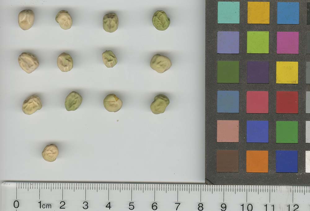 Click for 1 image(s) for this accession. SEED