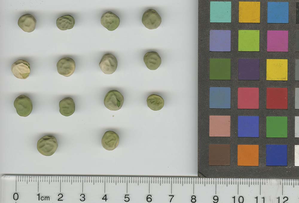 Click for 1 image(s) for this accession. SEED