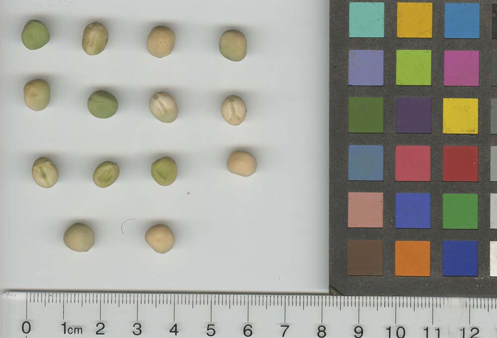 Click for 1 image(s) for this accession. SEED