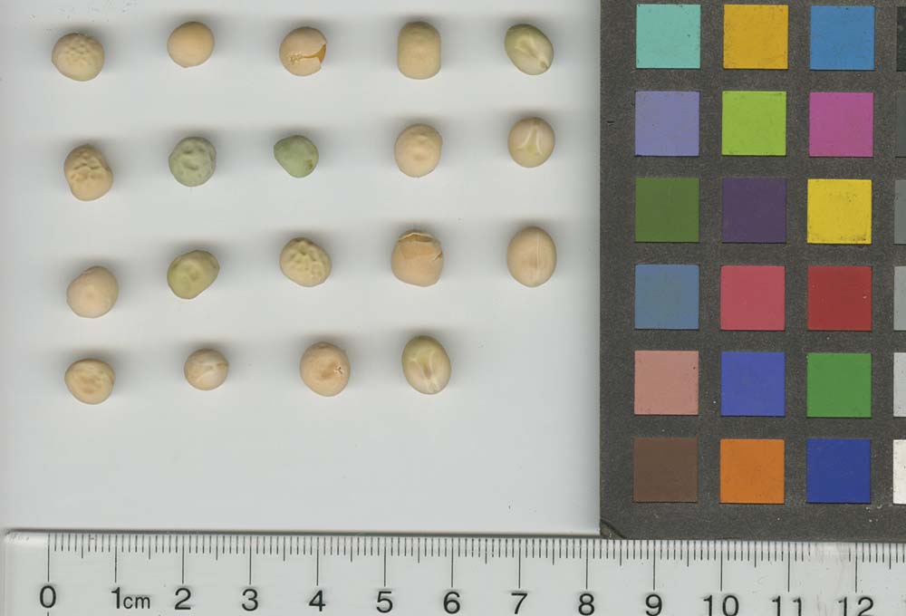 Click for 1 image(s) for this accession. SEED