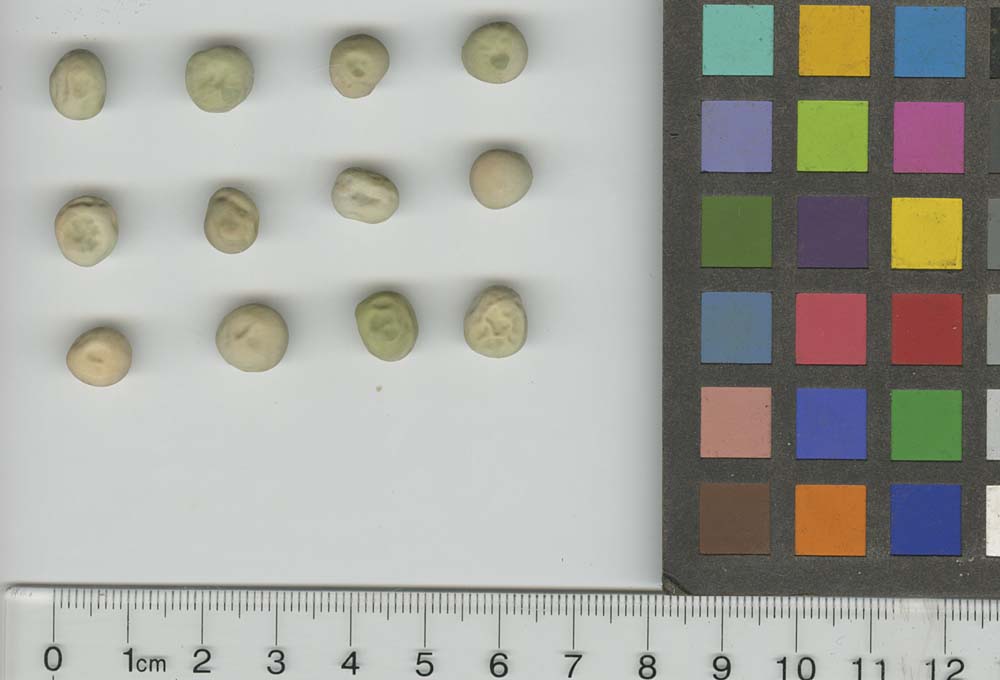 Click for 1 image(s) for this accession. SEED