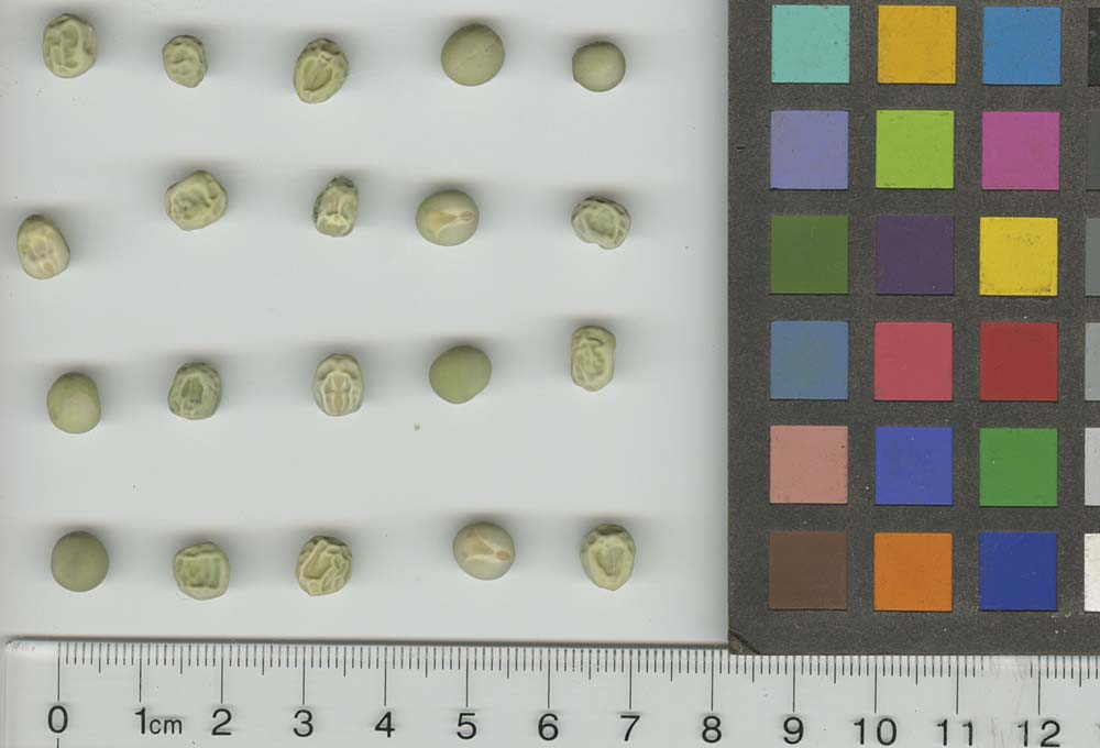 Click for 1 image(s) for this accession. SEED
