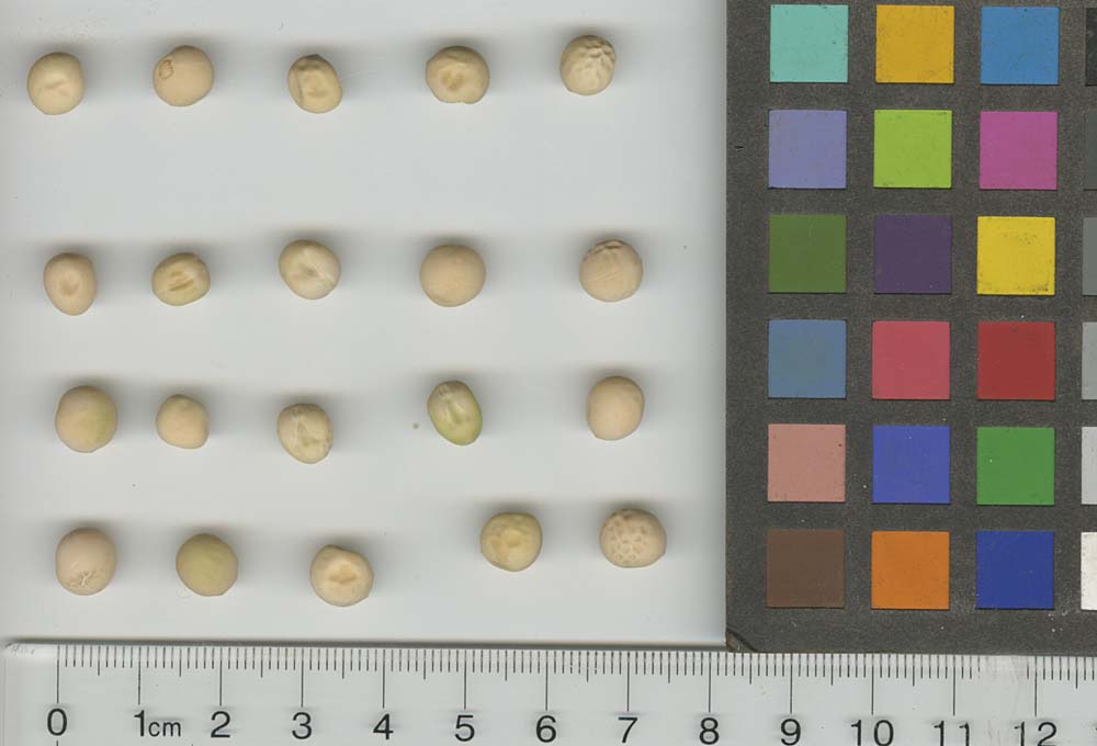 Click for 1 image(s) for this accession. SEED